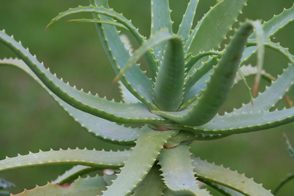 FOTO PLANTA ALOE VERA foto planta aloe vera: