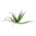 Pflanze Aloe Arborescens mit weniger als 2 Jahren