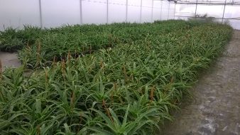 Aloe_Arborescens_nursery