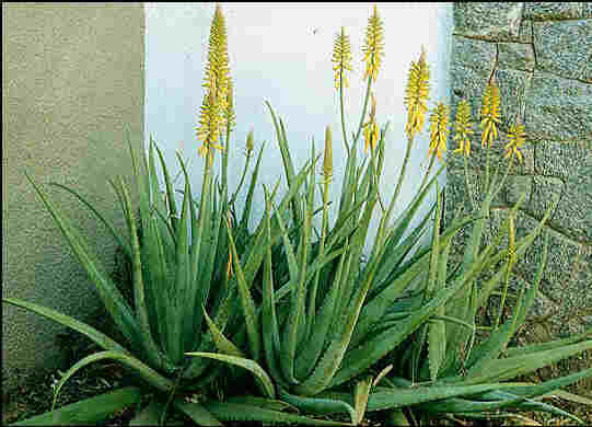 Aloe Arborescens vs Aloe Barbadensis Aloe Vera  CuraNatura