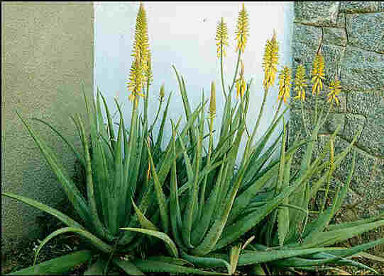 aloe arborescens vs aloe barbadensis (aloe vera)