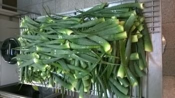 Aloe Vera Arborescens