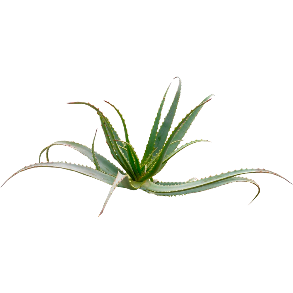 Aloe Arborescences Plant Less Than 2 Years Age Curanatura