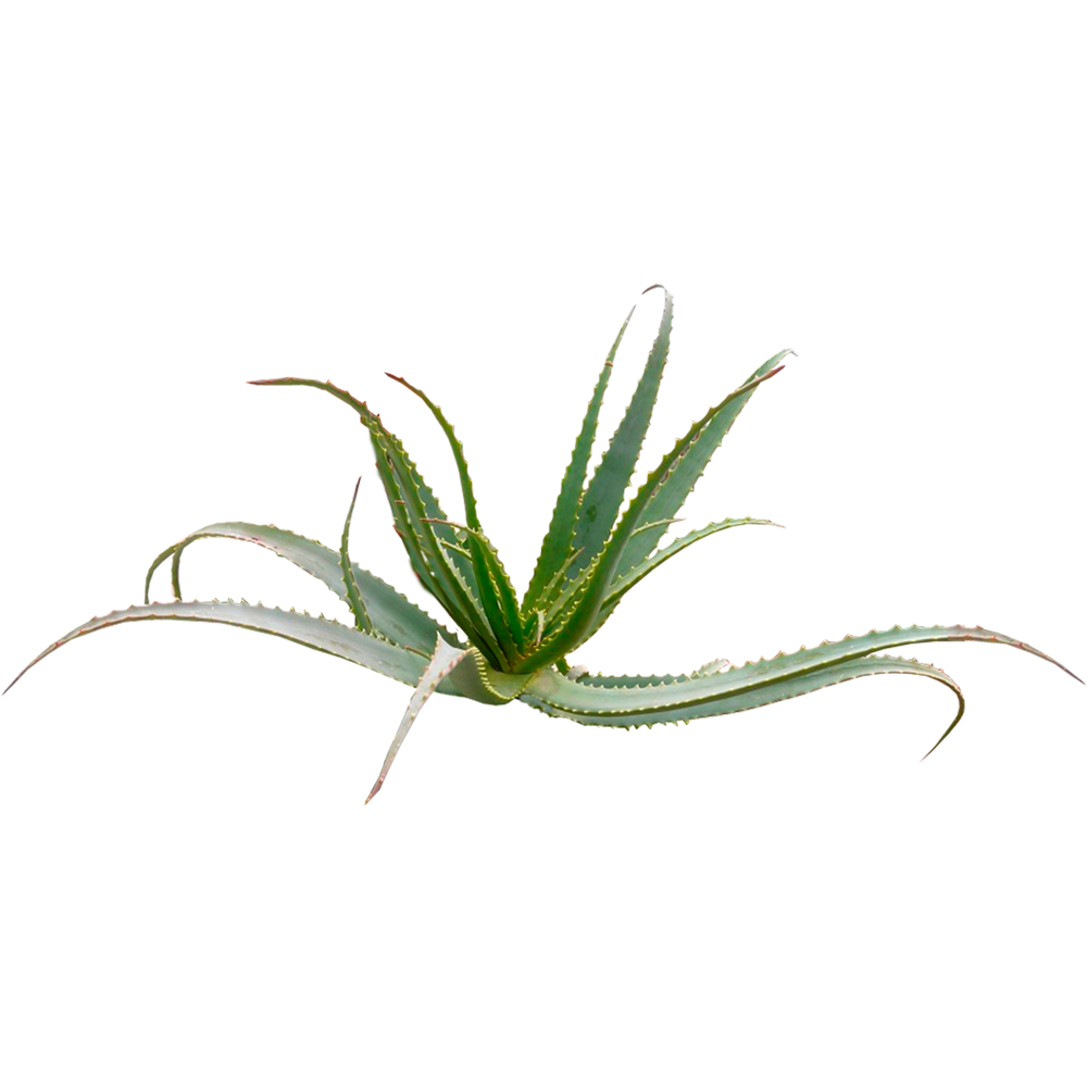 ALOE ARBORESCENCES PLANT LESS THAN 2 YEARS AGE.
