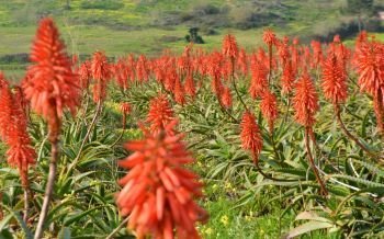 Aloe Vera Arborescens (red flower) vs Aloe Vera Barbadensis (yellow flower)