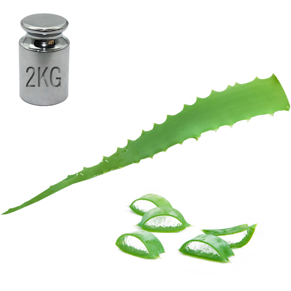Folhas Aloe Arborescens - 2000 g