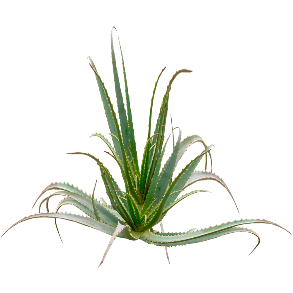 ALOE ARBORESCENCES PLANT. OVER 5 YEARS AGE