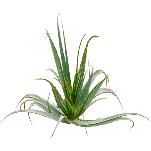ALOE ARBORESCENCES PLANT. OVER 5 YEARS AGE