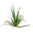 Plantas de Aloe Arborescens con más de 5 años