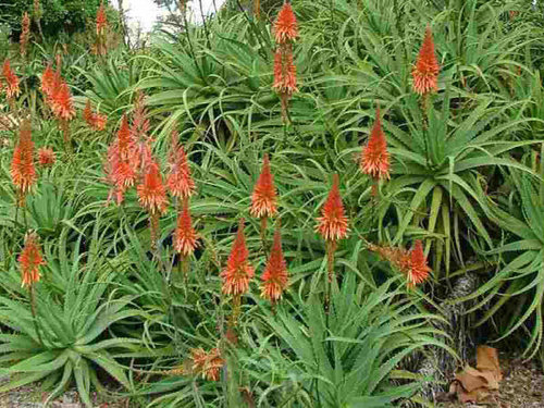 Sida - Tratar con Aloe Arborescens / Vera