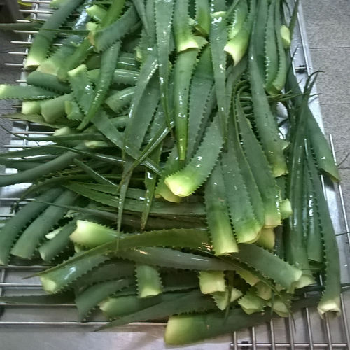1 kg de hojas de Aloe Vera Arborescens
