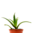 1 young Aloe vera Arborescens plant, 1 year old