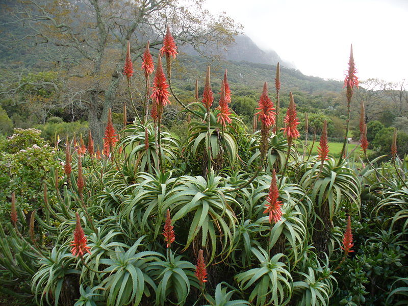 Aloé Arborescens vs Aloé Barbadensis (Aloé Vera) - Curanatura